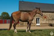 Quarter horse - Tenessee du TR