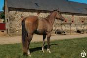 Quarter horse - Tenessee du TR