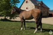 Quarter horse - Tenessee du TR