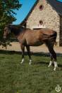 Quarter horse - Tenessee du TR