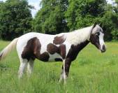 poulain paint horse pp 