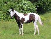 poulain paint horse pp 