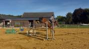 Welsh cob pp