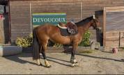 Welsh cob pp