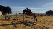 Welsh cob pp