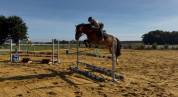 Welsh cob pp 
