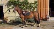 Welsh cob pp 