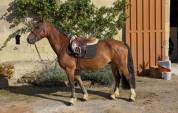 Welsh cob pp 