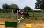 Welsh b 