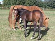 Foal mâle 