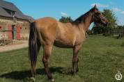 Paint horse - Dakota du TR
