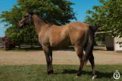 Paint horse - Dakota du TR