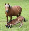 Hongre 2024 PP New forest taille D