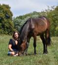 Hongre 2024 PP New forest taille D