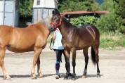 Hongre 2024 PP New forest taille D
