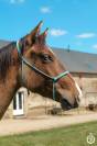 Quarter horse - Wyoming du TR