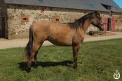 Quarter horse - Wyoming du TR