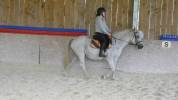 vends jument poney oncp 1m46 très attachante