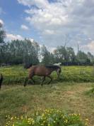 Poulain pure race espagnol 