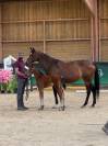 Foal (allegreto X Faut il des 7 vallons) 