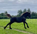 Poulain frison Pleins Papiers