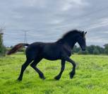 Poulain frison Pleins Papiers