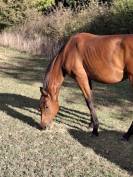 Jument Selle Français 2024 Cooper - Diamant 