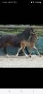 Castrone PFS Pony Francese da Sella In vendita 2024 Baio scuro ,  Izar de la Fosse