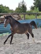 Castrone PFS Pony Francese da Sella In vendita 2024 Baio scuro ,  Izar de la Fosse