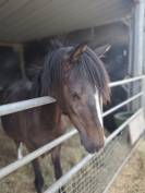 Castrone PFS Pony Francese da Sella In vendita 2024 Baio scuro ,  Izar de la Fosse