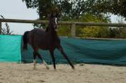 Poney PFS Hongre 2024 Izar de la Fosse