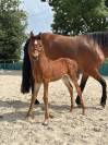 Foal mâle PFS par Kracker Le Courtal 