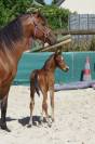 Foal mâle PFS par Kracker Le Courtal 