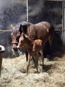 Foal mâle PFS par Kracker Le Courtal 