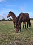 Foal mâle PFS par Kracker Le Courtal 
