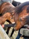 Foal mâle PFS par Kracker Le Courtal 