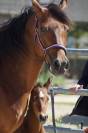 Foal mâle PFS par Kracker Le Courtal 