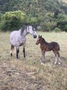 Poulain 2025 welsh part bred 