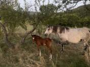 Poulain 2025 welsh part bred 