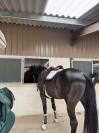  À vendre – Jasall du Peu.  Selle Français hongre