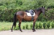 Hongre - Lusitanien - 12 ans - Dressage / Loisir 