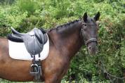 Hongre - Lusitanien - 12 ans - Dressage / Loisir 