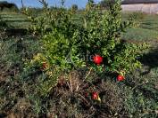 Other agricultural property  Dordogne