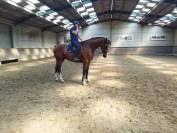 Hongre 3ans zangersheide 