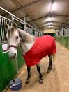 Propose DP Poney D Connemara 