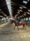 Quarter horse - Milwaukee du TR