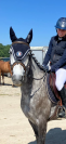 Yegua PFS Poni Françés de Silla En venta 2020 Tordo