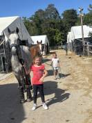 Yegua PFS Poni Françés de Silla En venta 2020 Tordo
