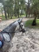 Yegua PFS Poni Françés de Silla En venta 2020 Tordo
