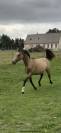 Yearling (1an) - Mâle isabelle - Papiers Sport